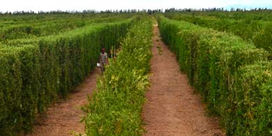 Mendoza ser sede del primer Da de la Agricultura Digital en Argentina